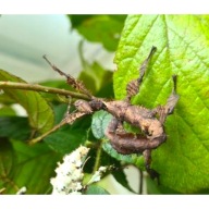 Straszyk Australijski Extatosoma tiaratum SAMICA L4/L5