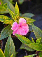 Niecierpek na słońce Sunpatients Magic Pink