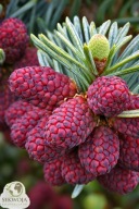 Srebro i Maliny Jodła szlachetna 'Procumbens' Abies procera