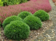 KULECZKA Z PĘDZELKAMI Sosna górska 'Varella' PA