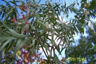 Rokitnik warkoczowy szczepiony pienny inny