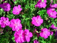 Bodziszek czerwony - Geranium sanguineum p9