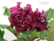 Fiołek afrykański# F-Katyusha# sadzonka