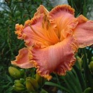 Liliowiec Spacecoast Starburst