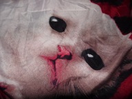 POSZWA NA KOŁDRE W KOTY szer. 155 cm