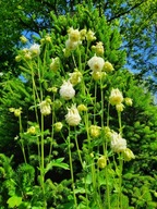 Orlik ecru biały sadzonka p9 piękny kwiat długo kwitnie wysoka rabata