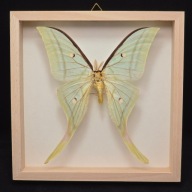 Motyl w gablotce Actias Selene 1