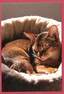 Kot kotek koty rasa harce kot w życiu człowieka pocztówka