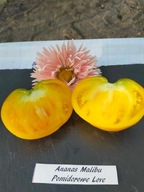 Pomidor Ananas Malibu pyszne cytrusowe mięsiste serce