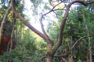 Sosna skalna szczepiona skrętna karłowa duży okaz 14 letni inna