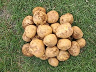 Ziemniaki jadalne żółte bryza