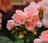 Pelargonia DUŻA INTERSPECIFIC Calliope L Soft Coral