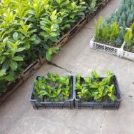 Laurowiśnia Wschodnia Novita