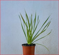 Czosnek główkowaty -sadzonka w pojemniku 15 cm ozdobny miododajny