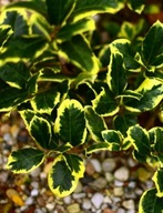 Ostrokrzew Golden King (ilex 'Golden King') szczepiony na pniu, C3 50cm