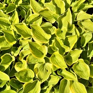 Funkia Hosta 'Golden Tiara' W DONICZCE, wiele sadzonek