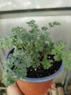 PIOŁUN sadzonka Artemisia absinthium