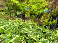 BRUNERA WIELKOLISTNA "VARIEGATA" sadzonka