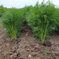 Koper ogrodowy Superducat - bardzo plenny - nasiona duża paczka 10g ***