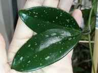 Hoya Hoja AH 074 cięta