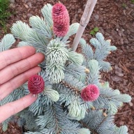 FANTASTYCZNIE WYSREBRZONY Świerk kłujący, srebrny 'Spek'