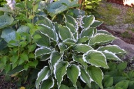 Efektowna Hosta Funkia Sadzonka P10