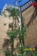 Sosna mandzurska świerk cis jałowiec brzoza inna