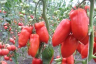 Cornabel Sadzonki Pomidor