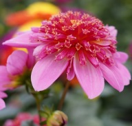 Dalia Dahlia cultivars Dalaya Maxi Pink Starburst