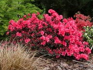 Azalia Japońska Maruschka