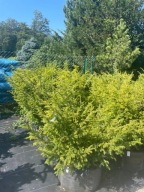 Cis pospolity Elegantissima 120-150cm