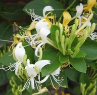 Wiciokrzew 'Halls Prolific'-pachnące pnącze idealne na pergole i ogrodzenia