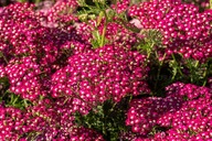 Krwawnik pospolity Summerwine-Achillea millefolium sadzonka 2L