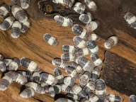 Cubaris Panda King ISOPODY 10 sztuk