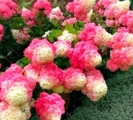 Hortensja Bukietowa - mega piękne kwiaty