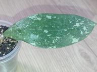 Hoya Hoja ACUTA YELLOW FLOWERS ukorzeniona