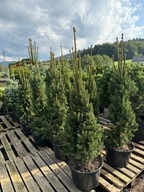 Świerk Cupressina 120-140cm