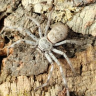 Holconia Murrayensis L3/4