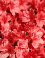 Azalia japońska Evita (azalea japonica) C2 10/20cm