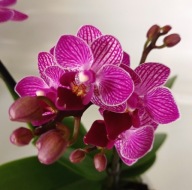 Phalenopsis multiflora storczyk 5