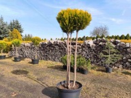 Cyprysik ciety w kulę na pniu nr 11