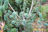 Sosna NISHIKI PIŁKOWANA niwaki niebieska barwna szczepiona inna