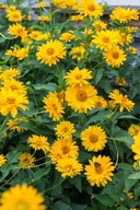 Słoneczniczek szorstki - bylina MIODODAJNA (10szt)