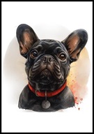 A2 OBRAZ PLAKAT PIES PUPIL PLAKAT BULDOG FRANCUSKI