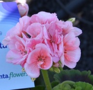Pelargonia ŁOSOSIOWA zonale Classic Dolce Vita