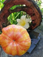 Pomidor Plan 9 From Outer Space (235) nasiona kolekcjonerskie