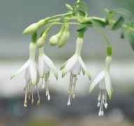 Fuksja ZIMOTRWAŁA Fuchsia cultivars Hawkshead