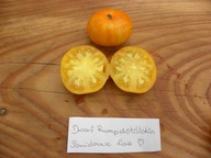 Pomidor DWARF Rumpelstiltskin niski idealny do donic żółty samokończący