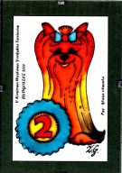 Yorkshire terrier - malowany na szkle