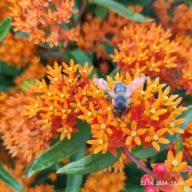 Trojeść bulwiasta - 60 nasion